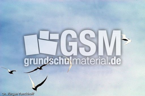 Seeschwalbe (1 von 7).jpg